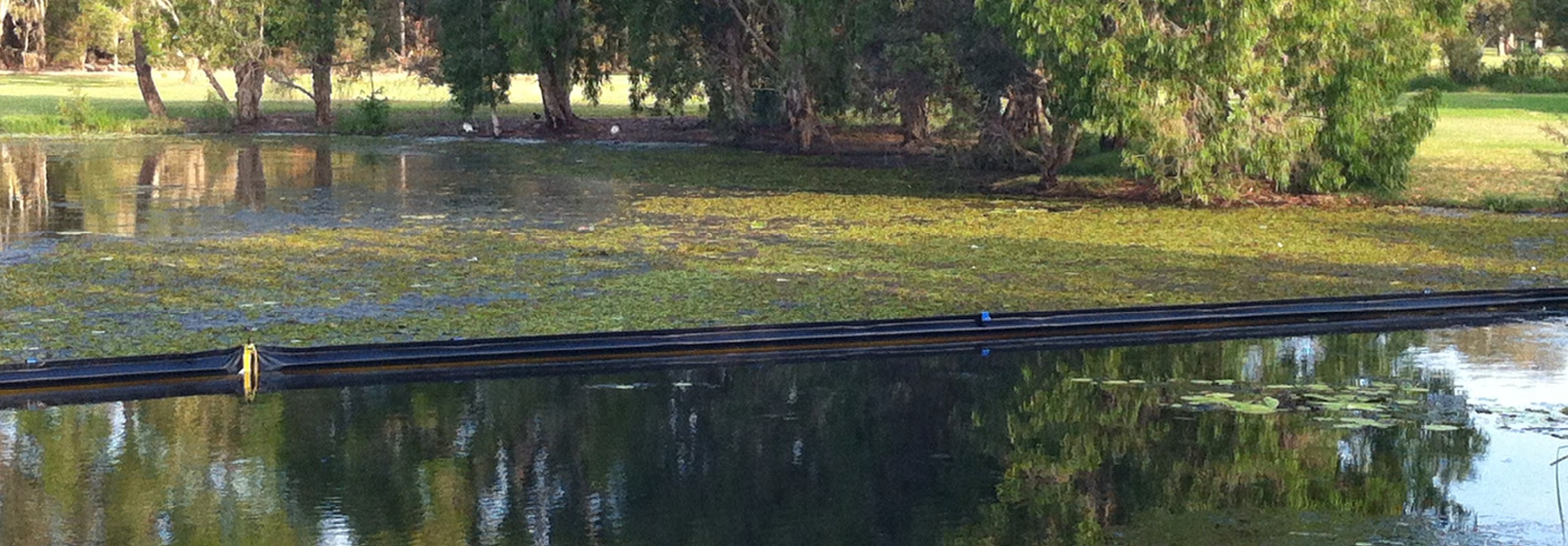 Example weed boom containing floating aquatic weeds in a pond